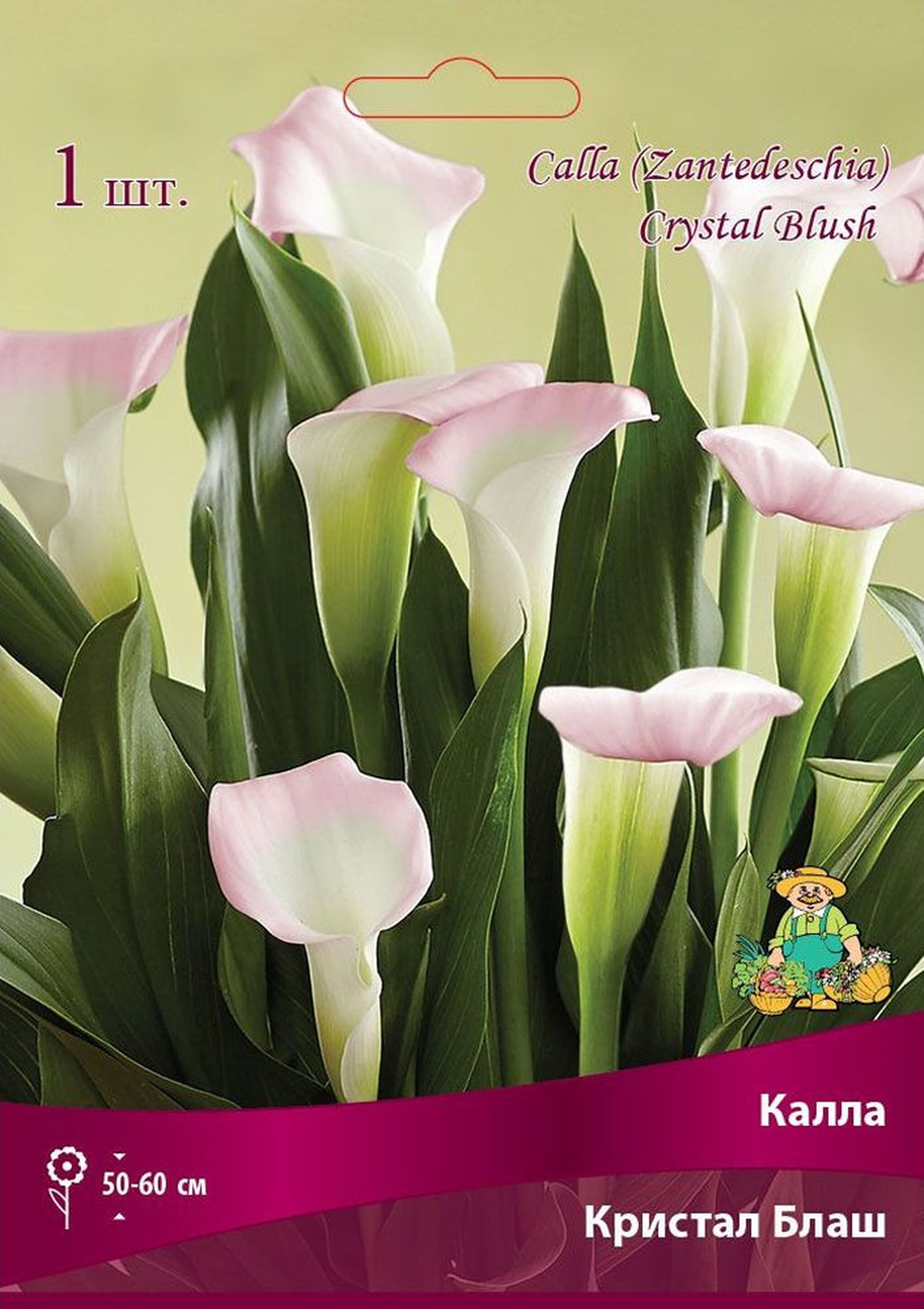 Изображение товара Луковица каллы Кристал Блаш высота 50-60 см розовато-белый цветок