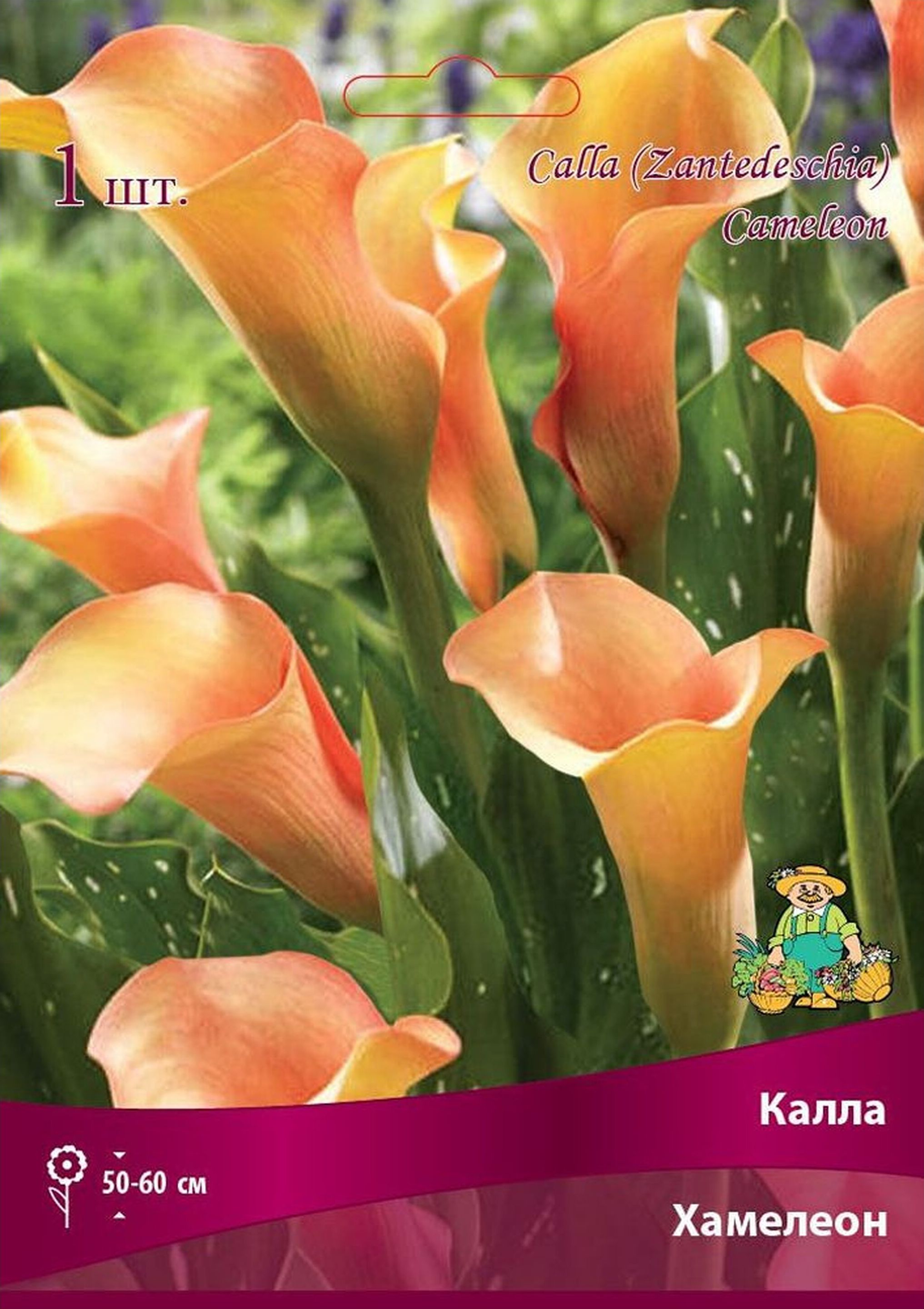 Изображение товара Луковица каллы ПОИСК Хамелеон 1 шт