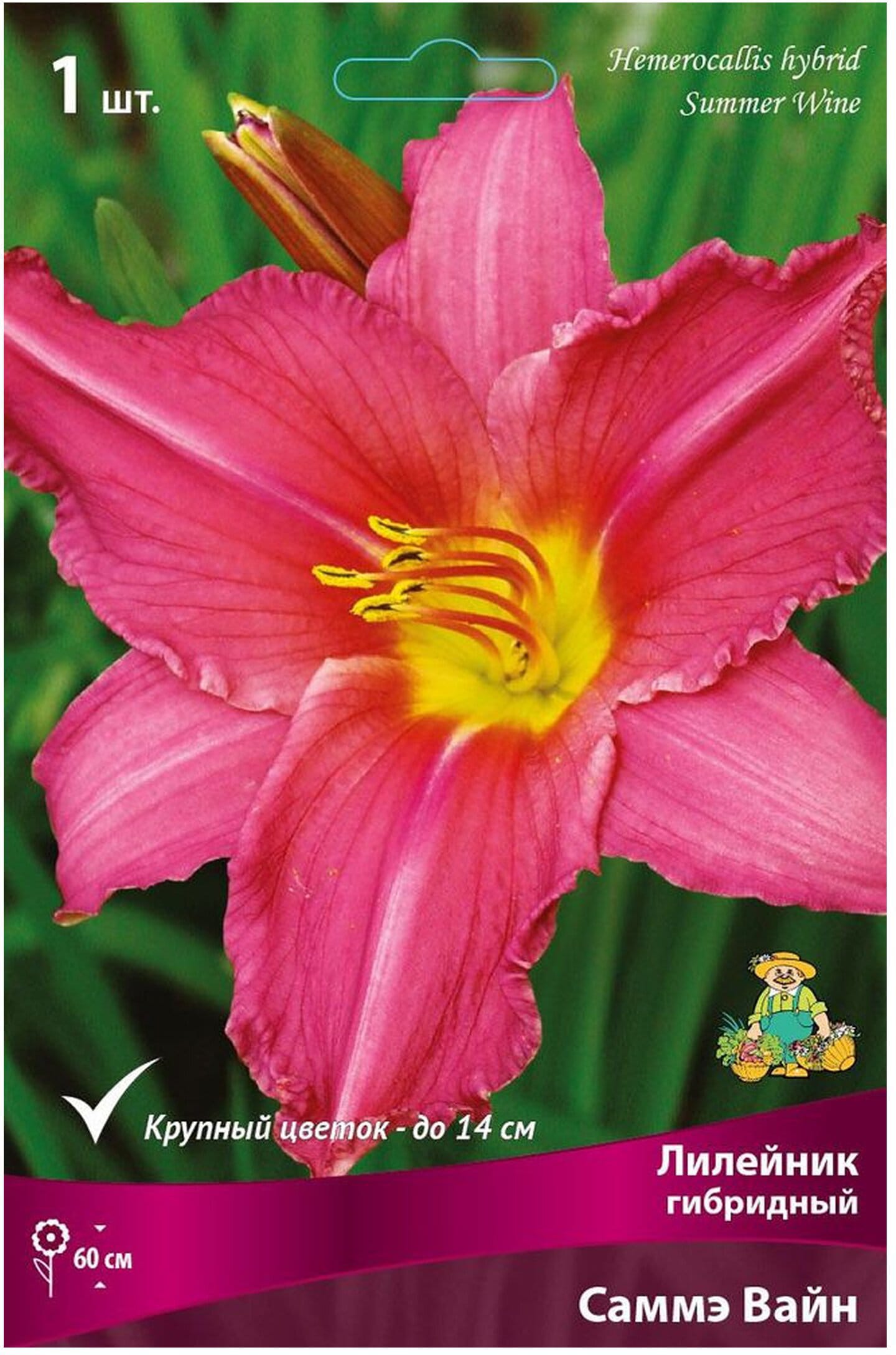 Изображение товара Корневище лилейника гибридного Саммэ Вайн, многолетний декоративный цветок