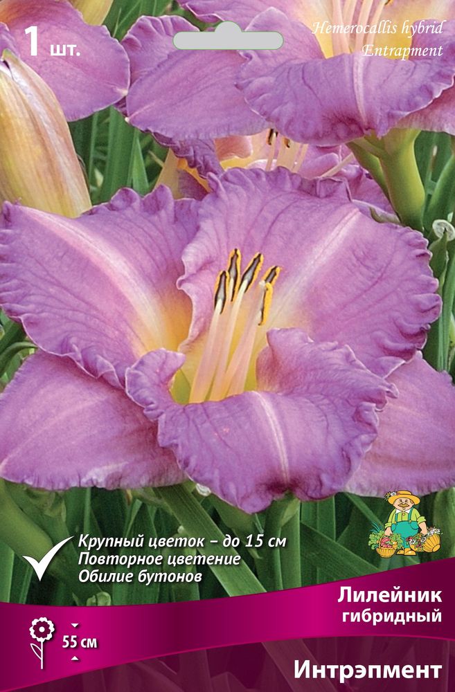 Изображение товара Корневища Лилейник гибридный Поиск Интрэпмент 1 шт