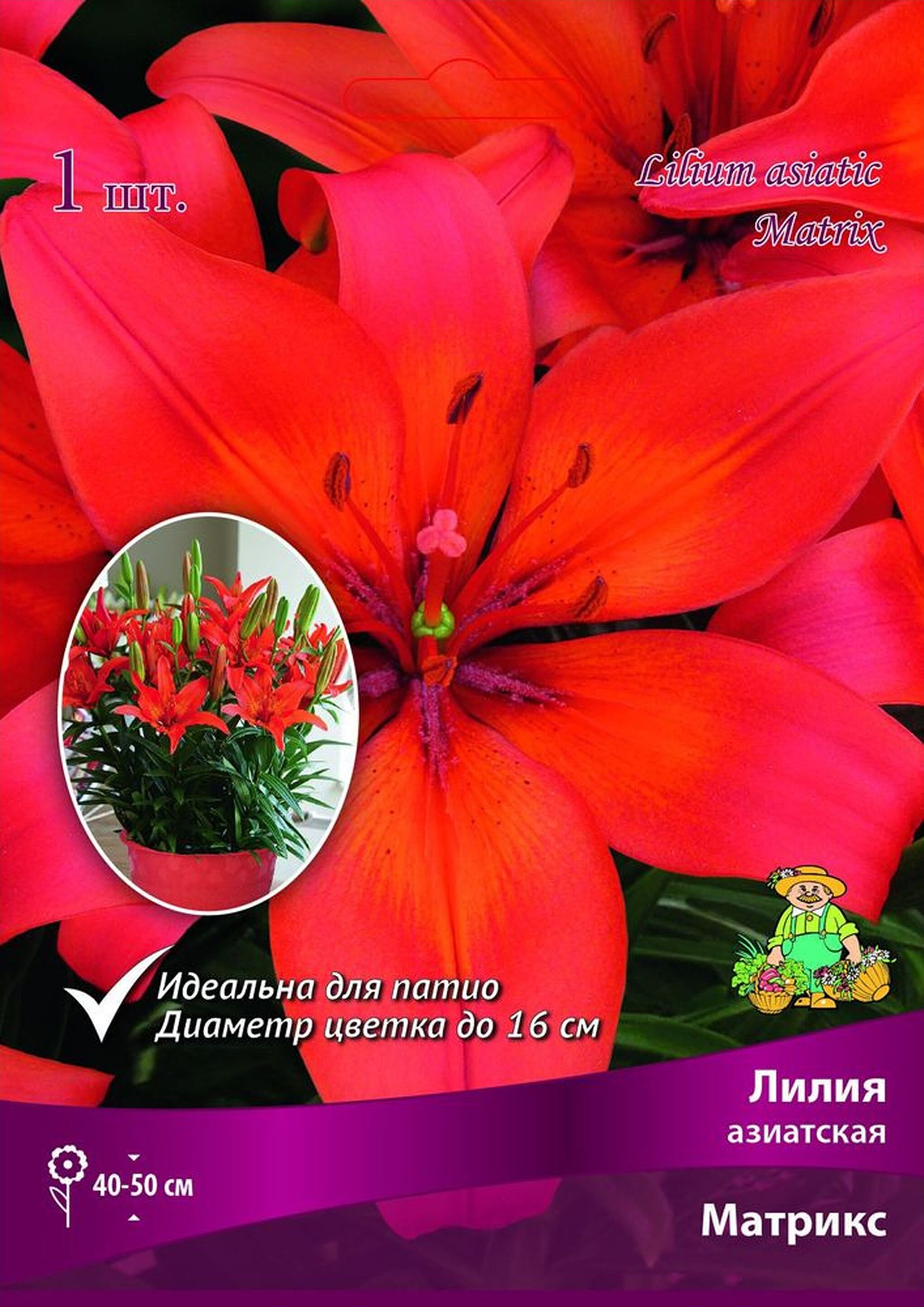 Изображение товара Луковица лилии азиатской горшечной ПОИСК Матрикс 1 шт