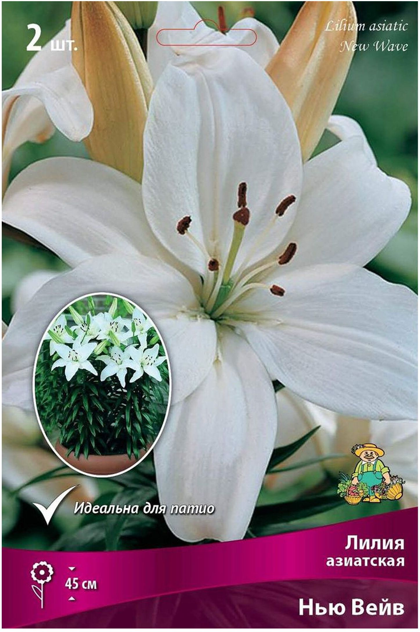 Изображение товара Луковицы лилии азиатской ПОИСК горшечная Нью Вейв 2 шт