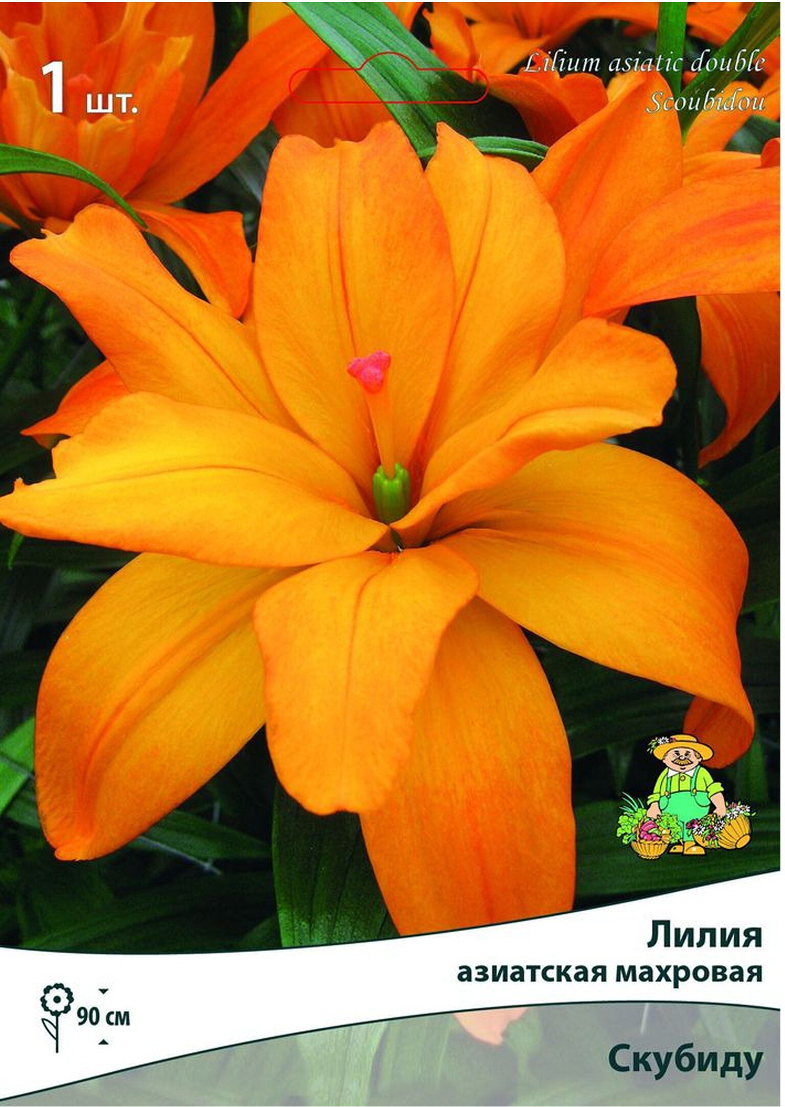 Изображение товара Луковицы лилии азиатской ПОИСК махровая Скубиду 1 шт