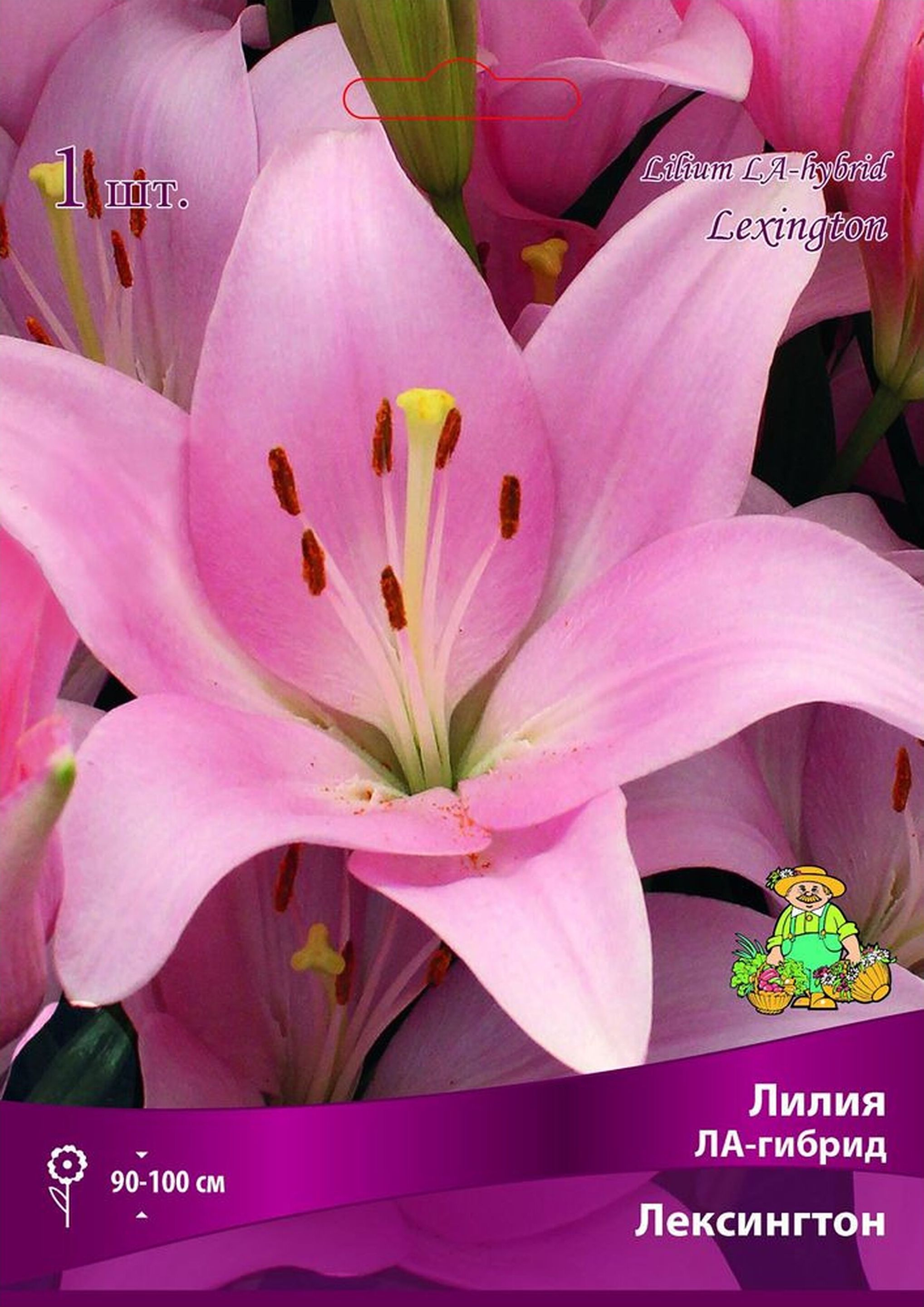 Изображение товара Луковица лилии ЛА-гибрид ПОИСК Лексингтон 100 см светло-розовая
