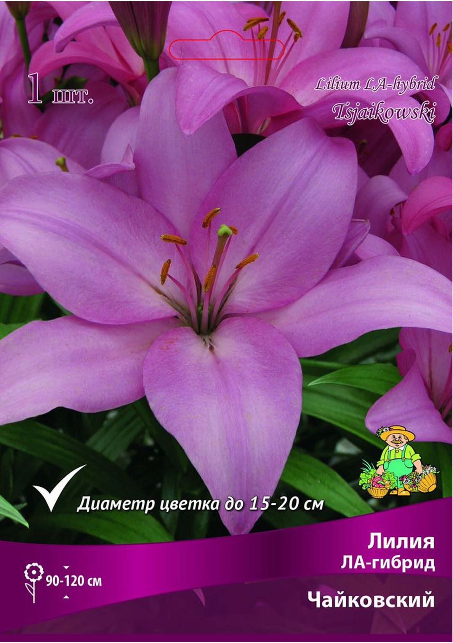 Изображение товара Луковицы лилии ПОИСК ЛА-гибрид Чайковский 1 шт