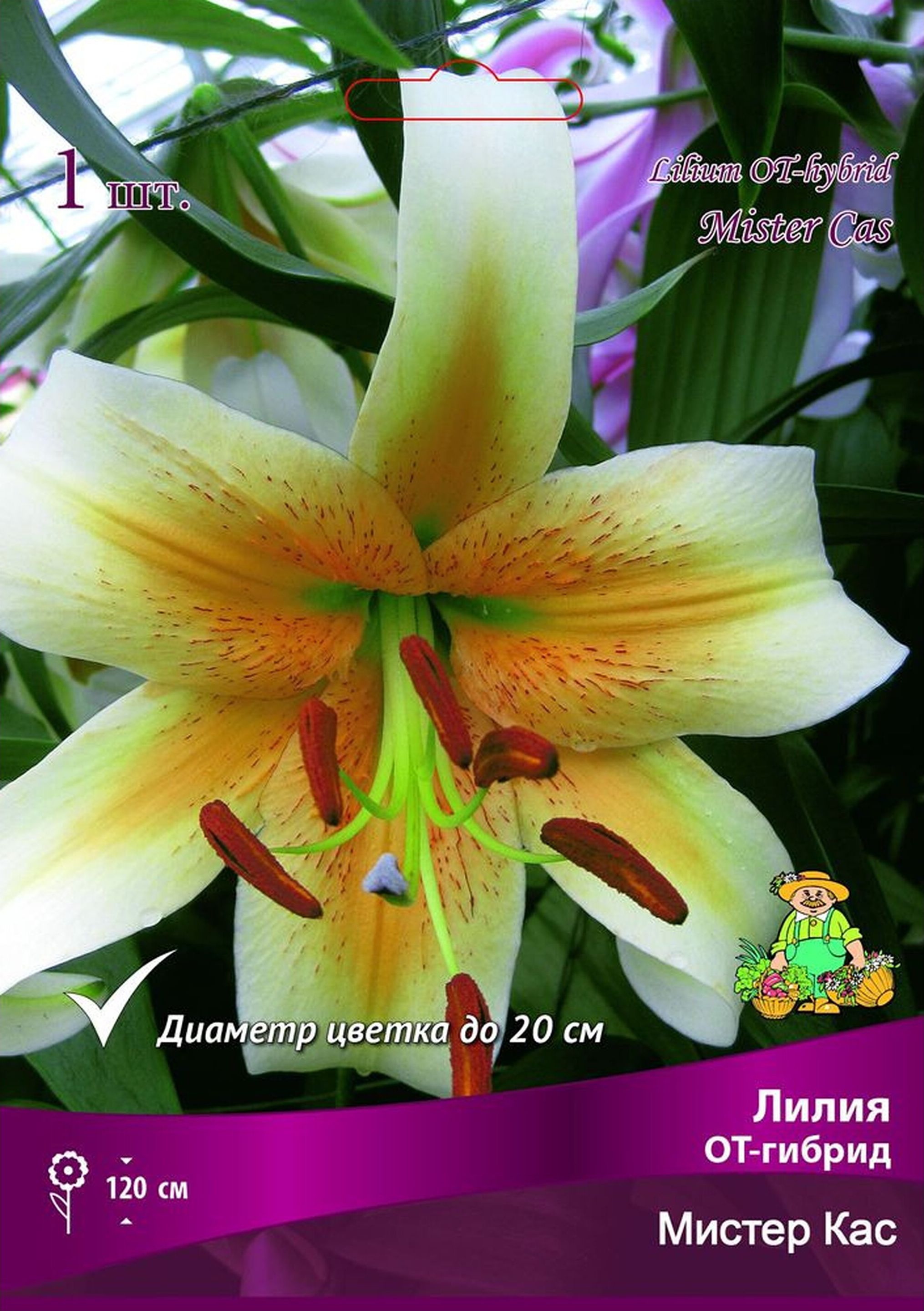 Изображение товара Луковицы лилии ОТ-гибрид Мистер Кас 1 шт - крупные яркие цветы для садов и срезки