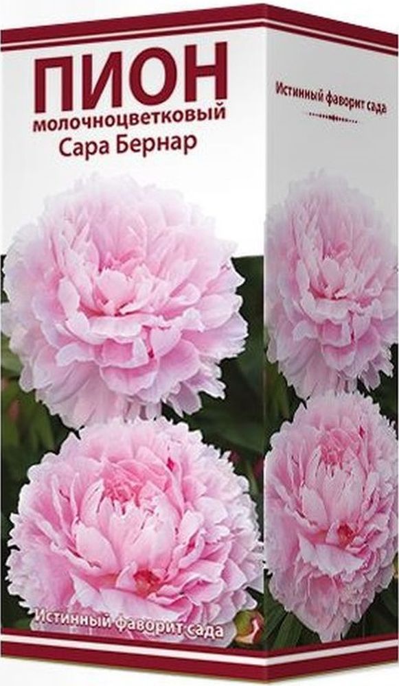 Изображение товара Корневище Пиона молочноцветкового Сара Бернар от ПОИСК