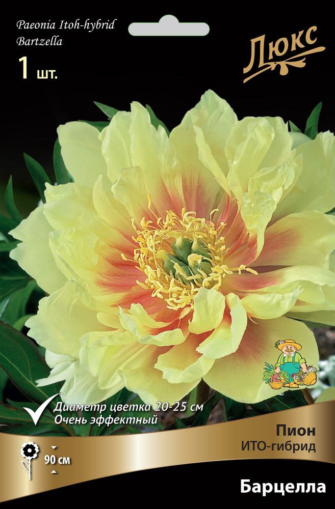 Изображение товара Корневище ИТО-гибрида пиона Барцелла для вашего сада