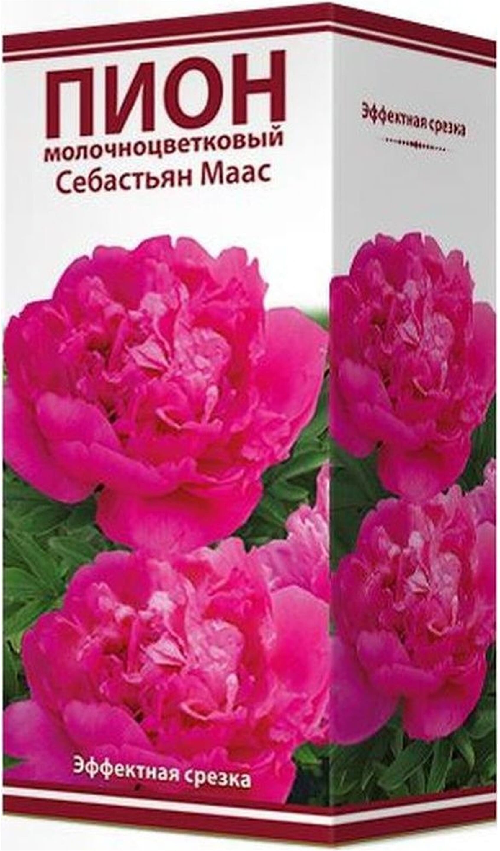 Изображение товара Саженец травянистого пиона Себастьян Маас с яркими цветками, 20 см