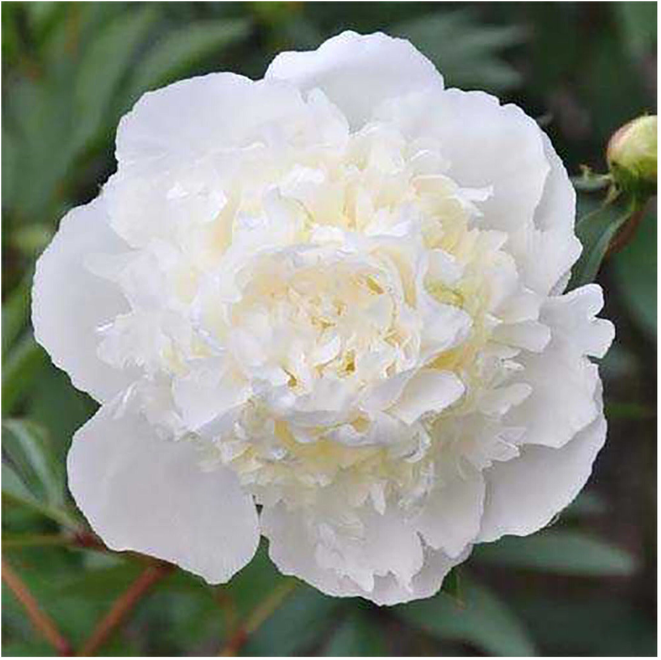 Изображение товара Саженец пиона Зефир весенняя посадка для солнечных участков