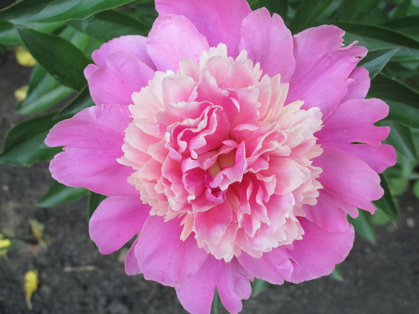 Изображение товара Растение Пион травянистый Сердце Короля от 7 ЦВЕТОВ