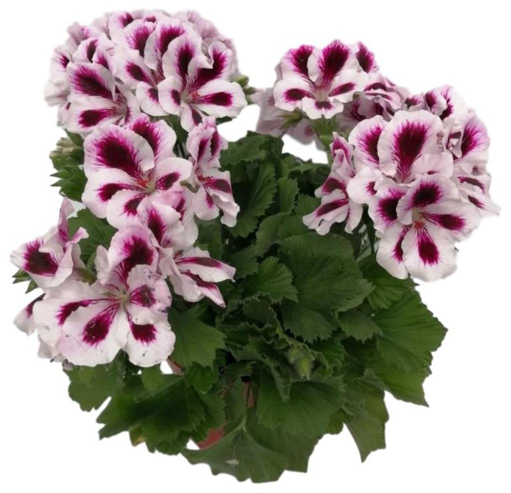 Изображение товара Растение Пеларгония крупноцветковая 25 см в ассортименте