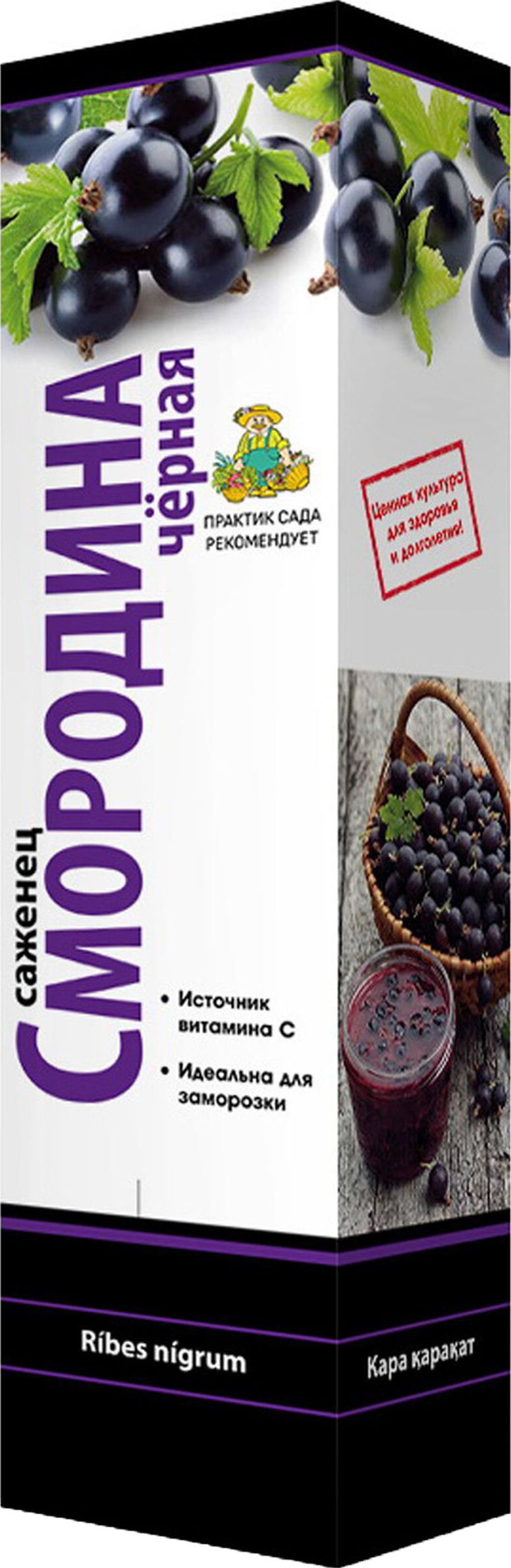 Изображение товара Саженец Смородина Сокровище С1 Н37