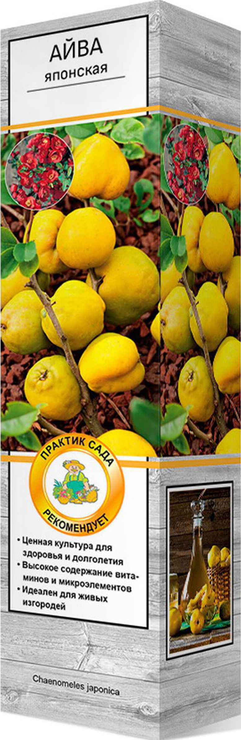 Изображение товара Саженец Айва Японская С1 Н37