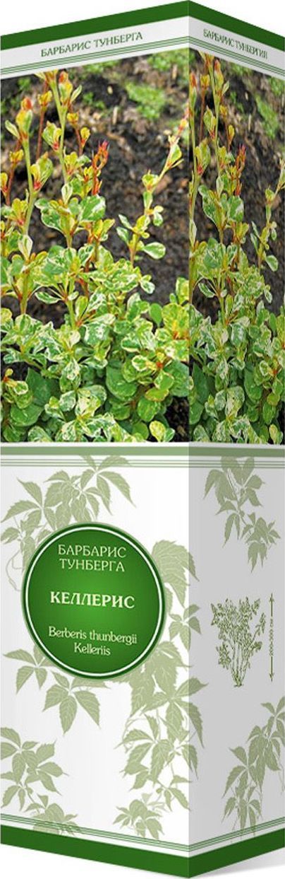 Изображение товара Саженец Барбарис Тунберга Келлерис С1 Н37