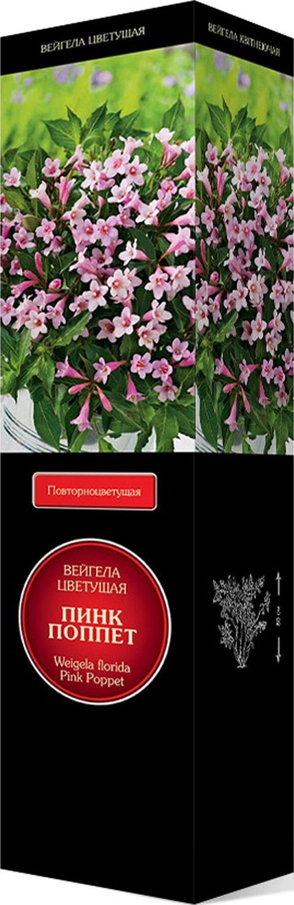 Изображение товара Саженец Вейгела цветущая Пинк Попет С1 Н37