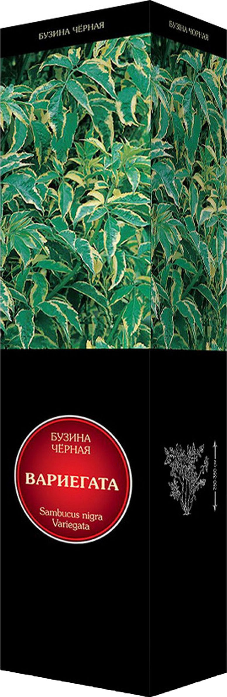 Изображение товара Саженец Бузина Варигата С1 Н37