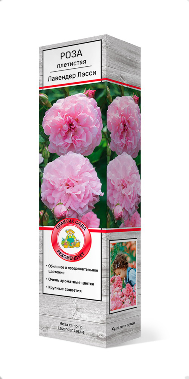 Изображение товара Саженец Роза Лавли Ред С1 Н37