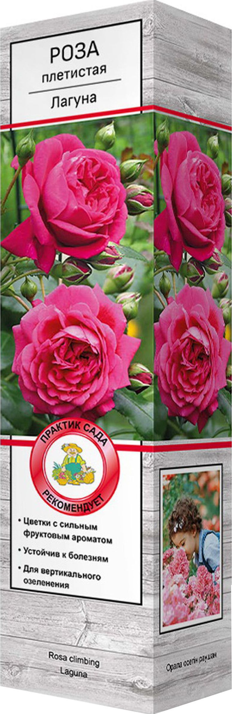 Изображение товара Саженец Роза Лагуна С1 Н37