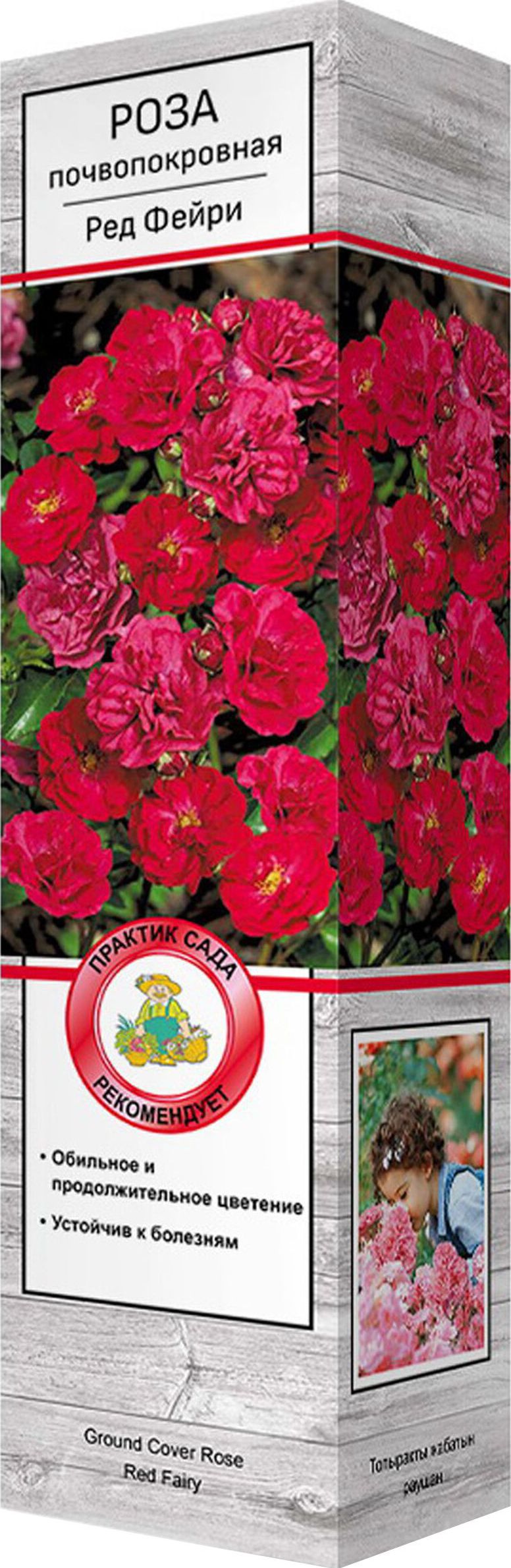 Изображение товара Саженец Роза Ред Фэйри С1 Н37 - декоративное многолетнее растение для сада