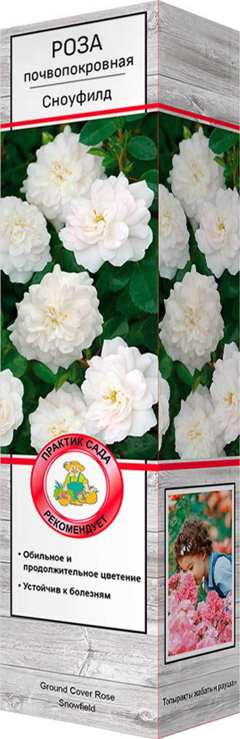 Изображение товара Саженец розы Сноуфилд С1 Н37 белая махровая декоративная многолетняя