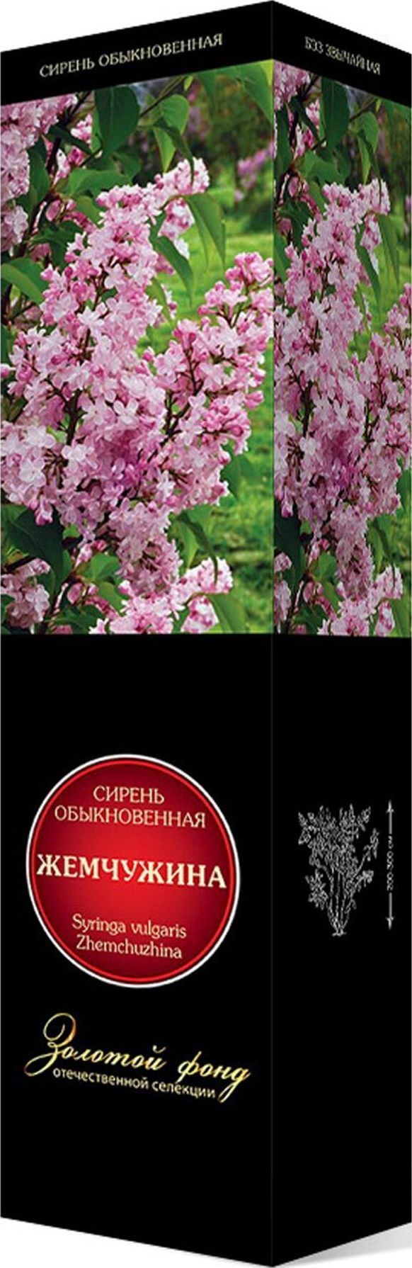 Изображение товара Саженец Сирень обыкновенная Жемчужина С1 Н37