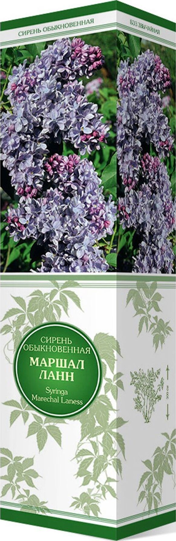 Изображение товара Саженец сирени обыкновенной Маршал Ланн 37 см, морозостойкий, цветет в мае