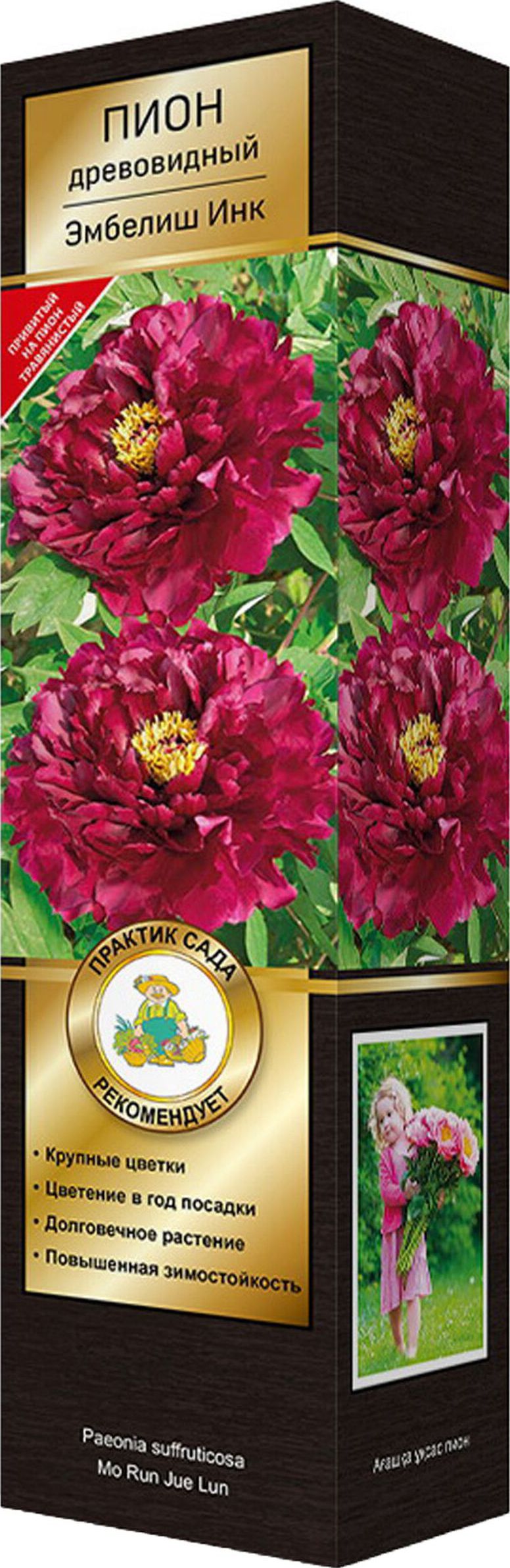 Изображение товара Саженец пиона Эмбелиш Инк C1 Н37 для солнечных участков 1 шт