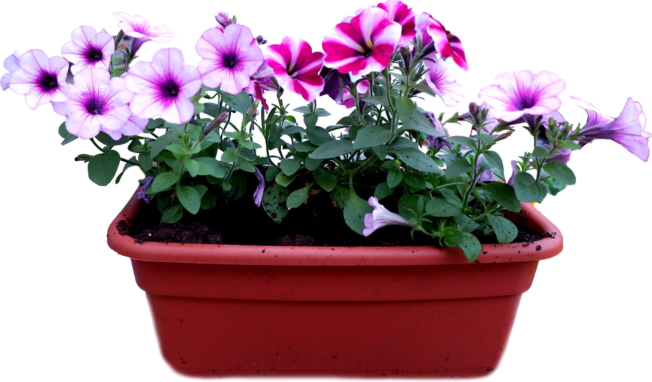 Изображение товара Ящик для рассады балконный многоцветный 40х20 см Н35