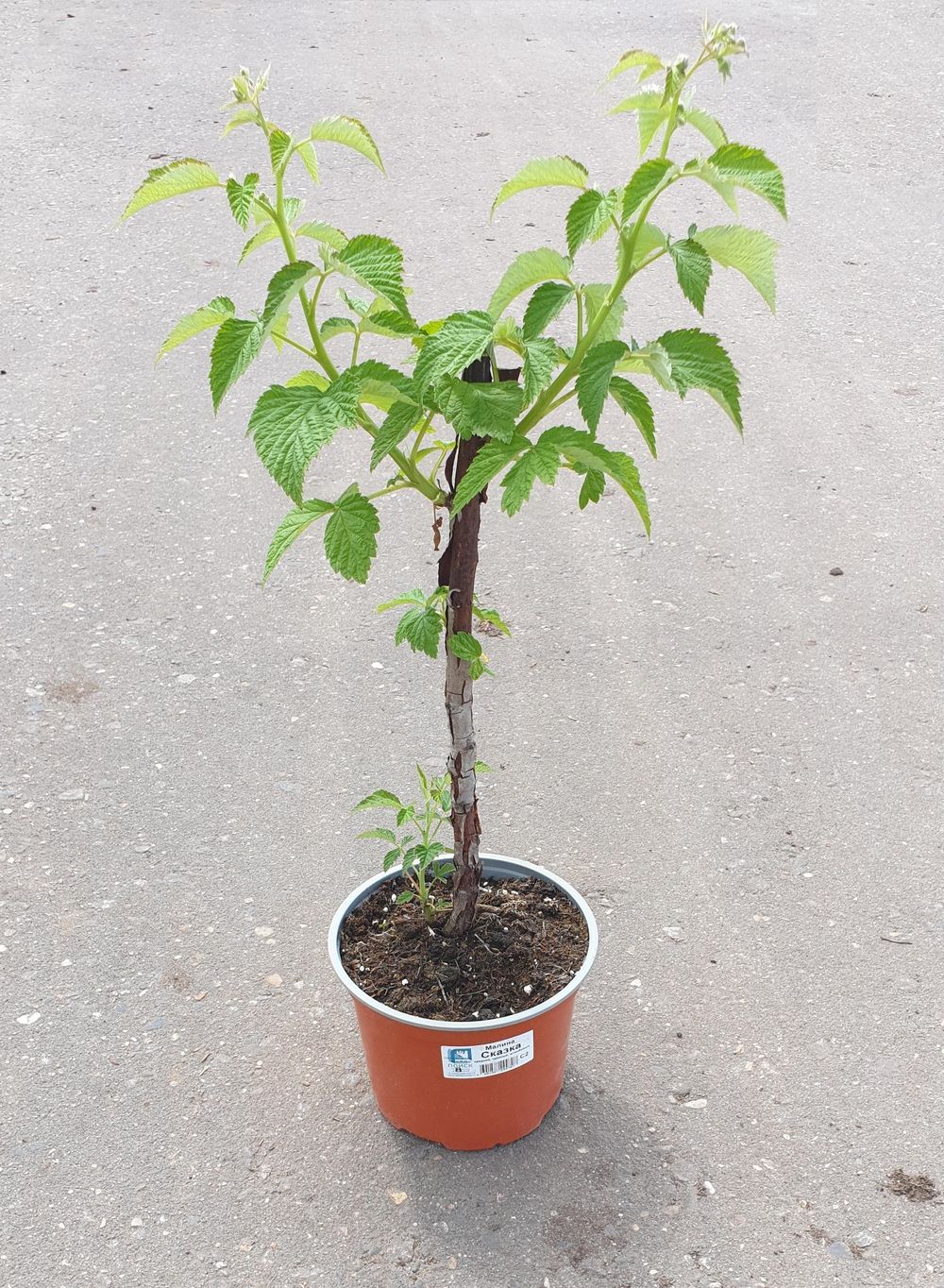 Изображение товара Растение Малина штамбовая микс ПОИСК С2 Н20-30