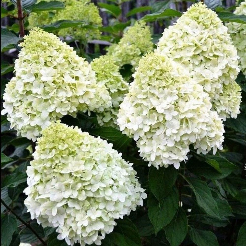 Изображение товара Саженец Гортензия метельчатая  Геркулес С3 Н20-30