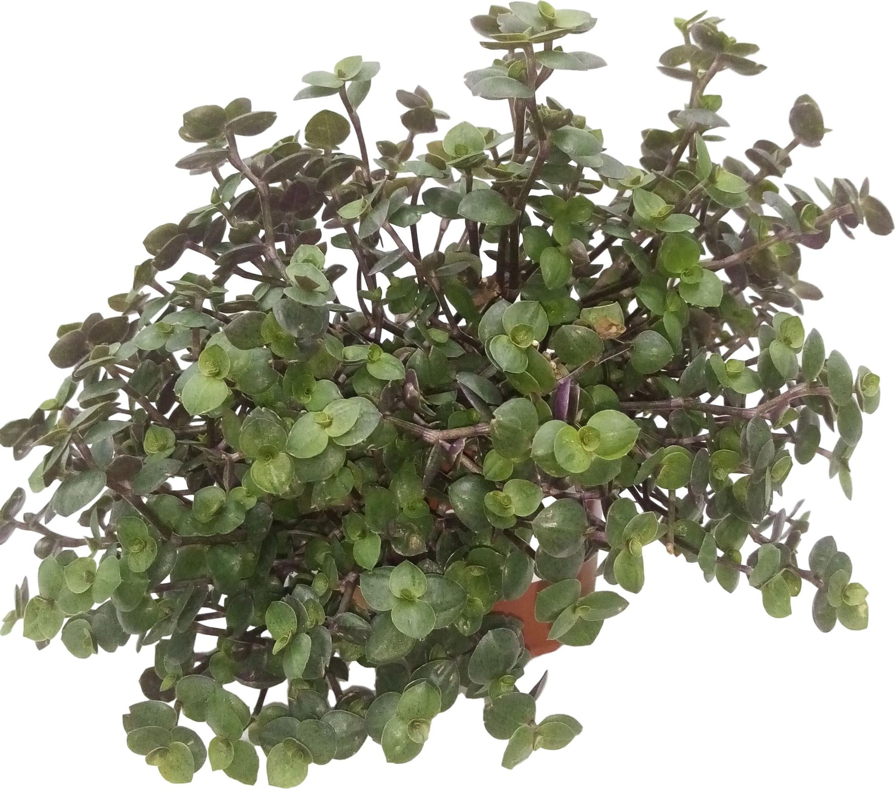 Изображение товара Комнатное растение Каллизия ползучая 15 см Зеленое декоративное растение