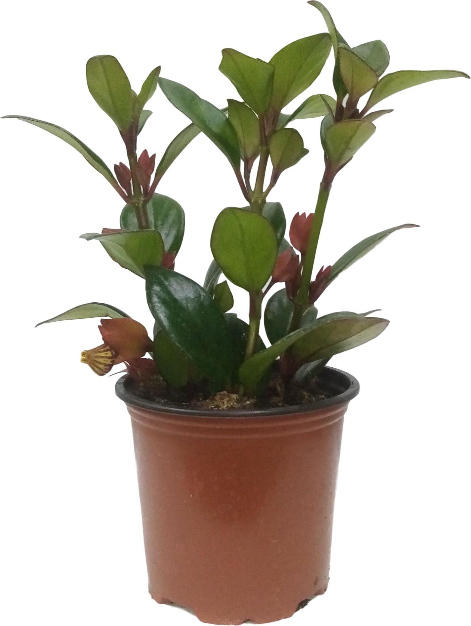 Изображение товара Растение Нематантус 15 см комнатное декоративное растения