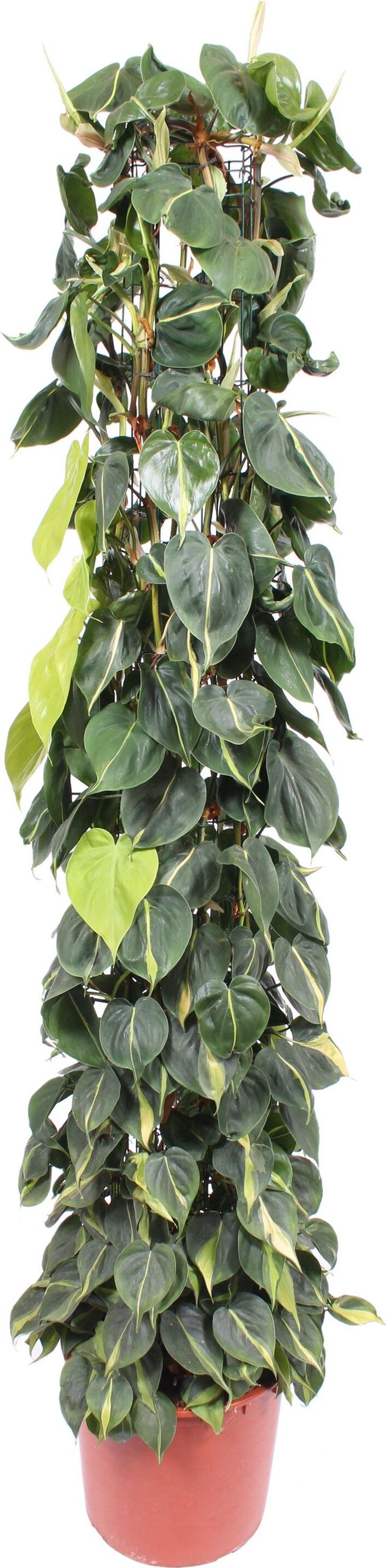 Изображение товара Растение Филодендрон Сканденс Бразил 200 см