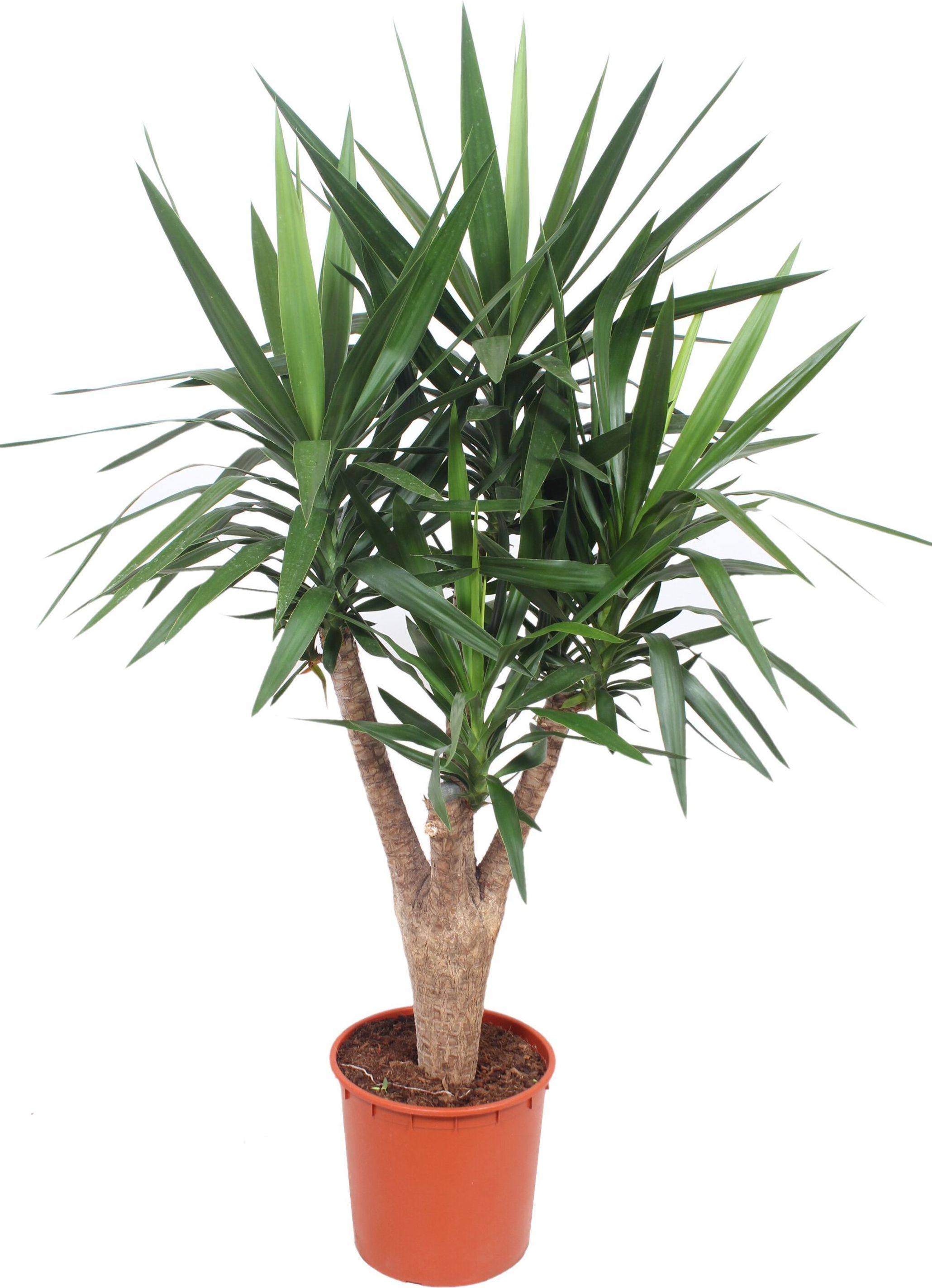 Изображение товара Растение Юкка Бранч 150 см