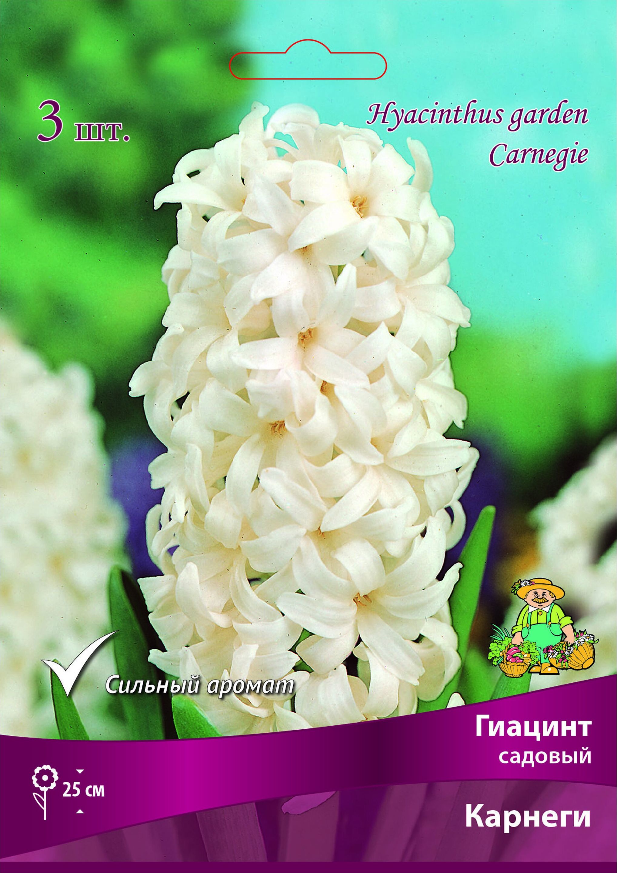 Изображение товара Луковицы гиацинта ПОИСК Карнеги 3 шт