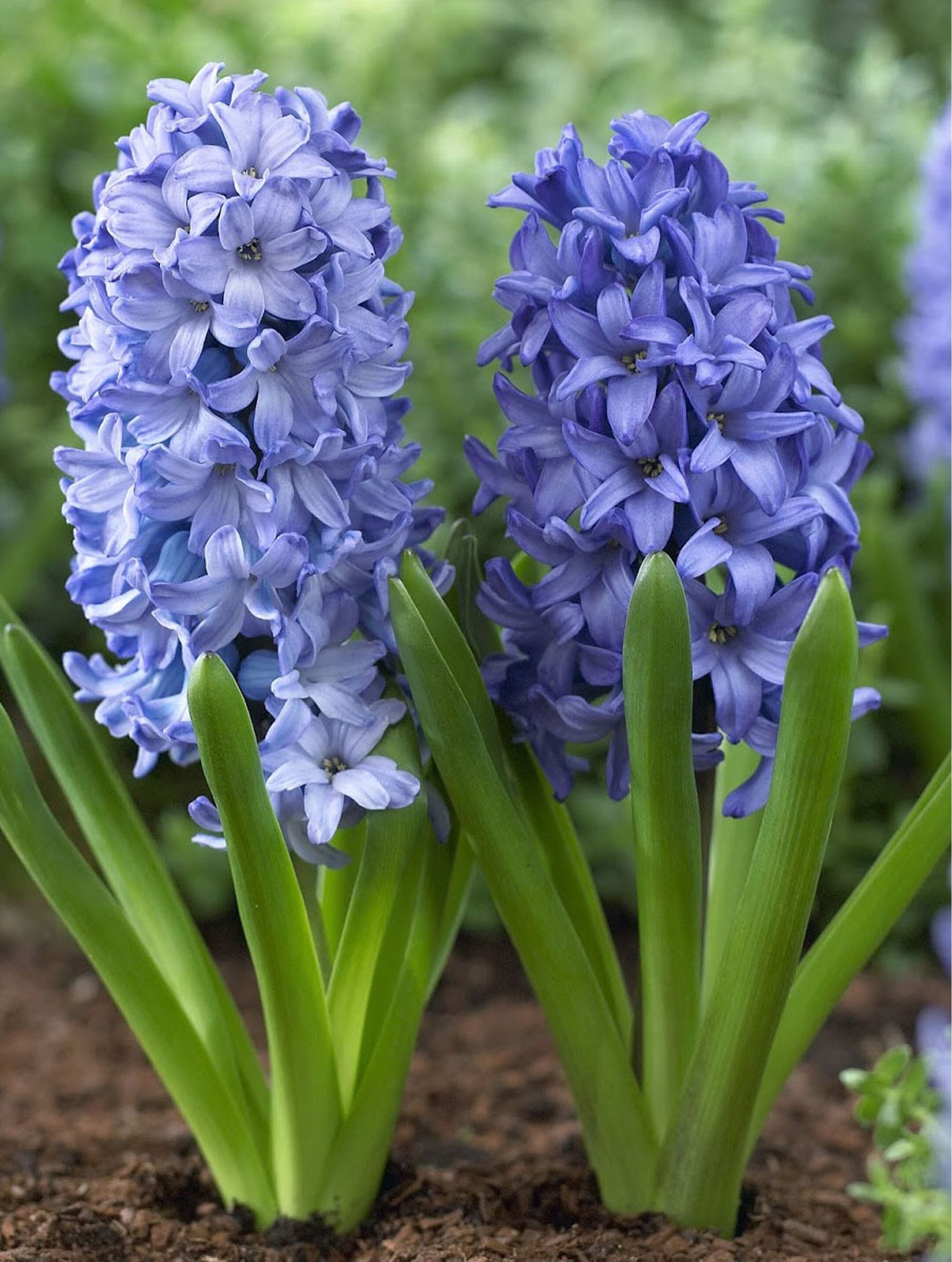 Изображение товара Луковицы гиацинта ПОИСК Аква 3 шт для выгонки