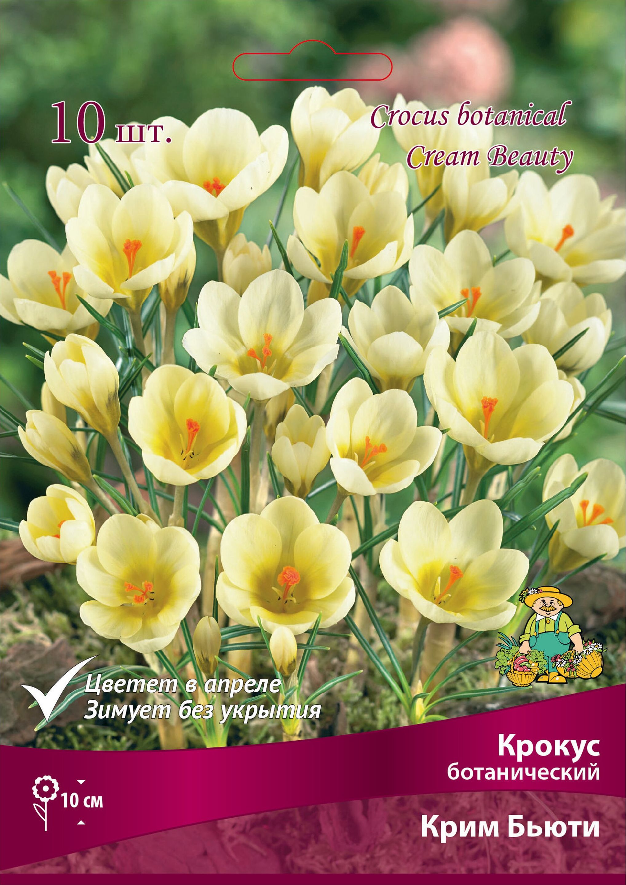Изображение товара Луковицы крокуса ПОИСК Крим Бьюти 10 шт для раннецветущего сада