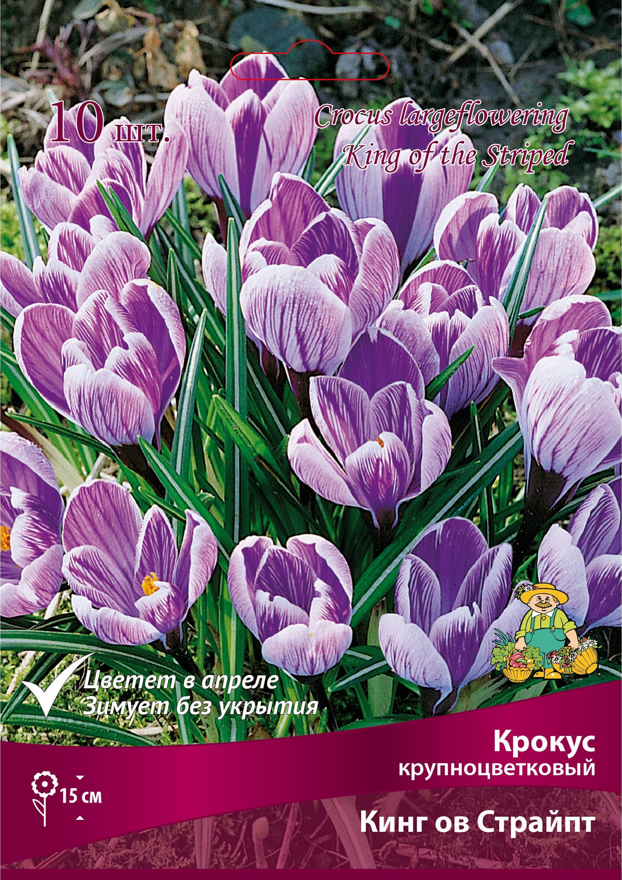 Изображение товара Луковицы крокуса ПОИСК Кинг оф Страйп 10 шт
