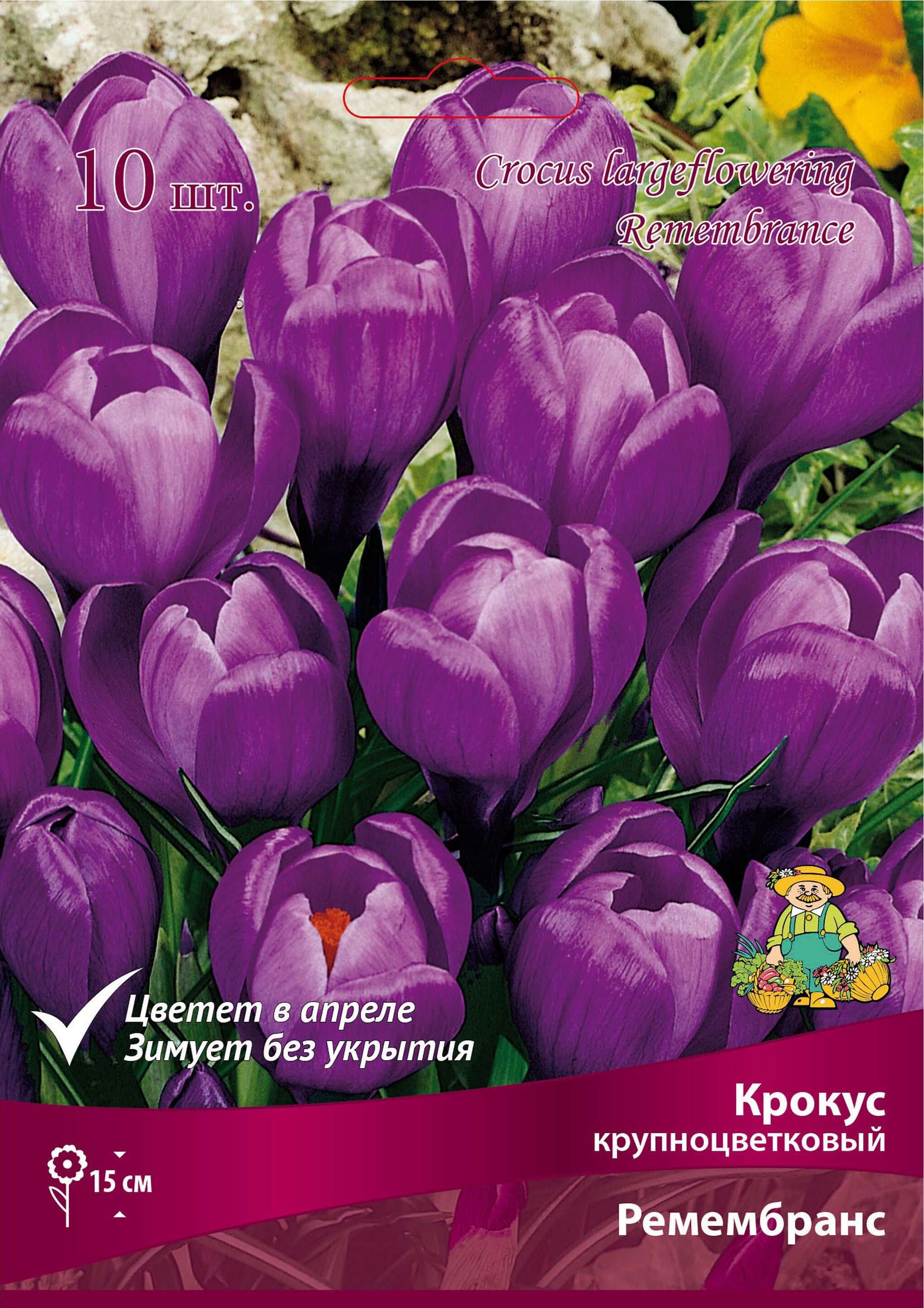 Изображение товара Луковицы крокуса Ремембранс 10 шт, крупноцветковый многолетний цветок для сада