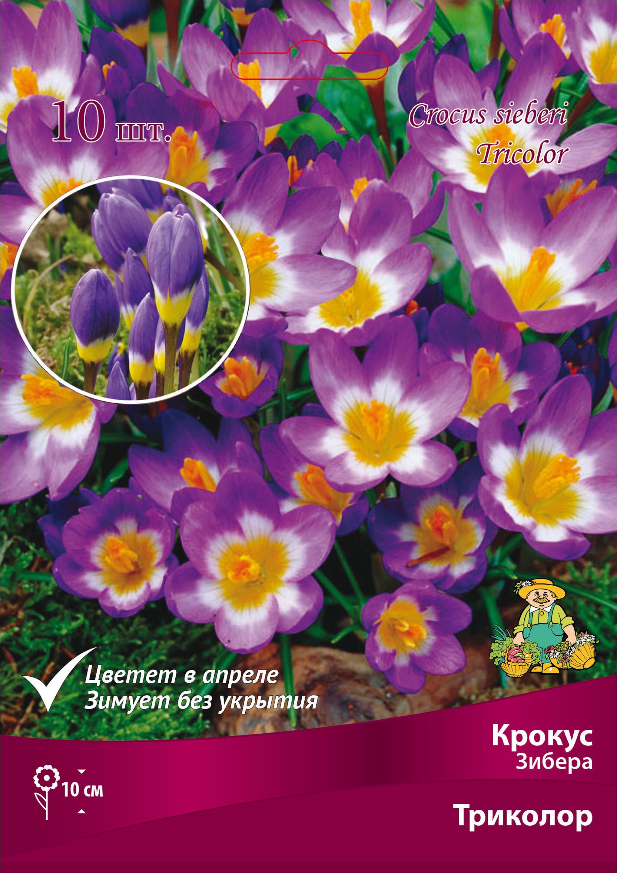 Изображение товара Луковицы крокуса ПОИСК Триколор 10 шт