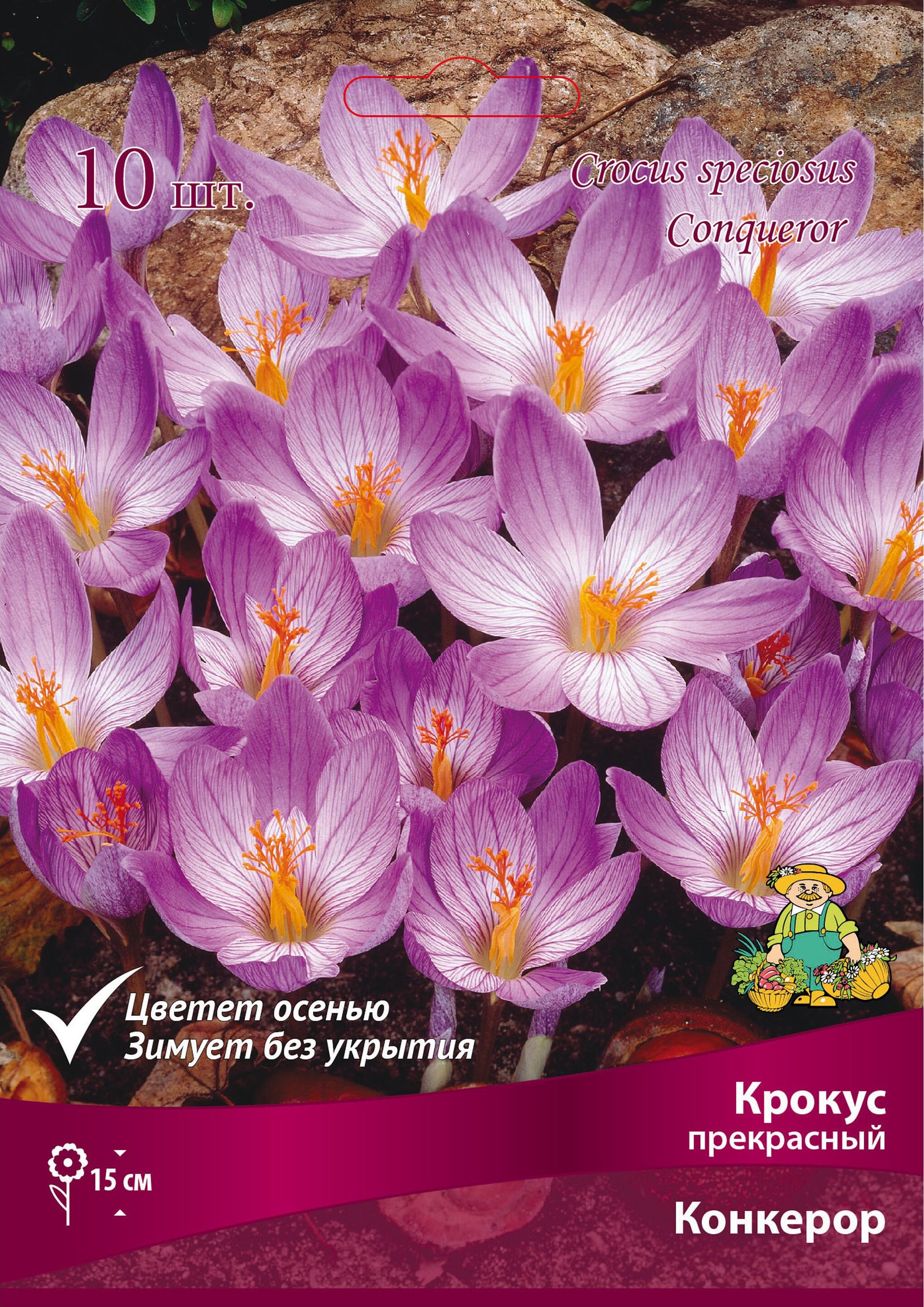 Изображение товара Луковицы крокуса Конкерор 10 шт для цветника раннецветущие растения