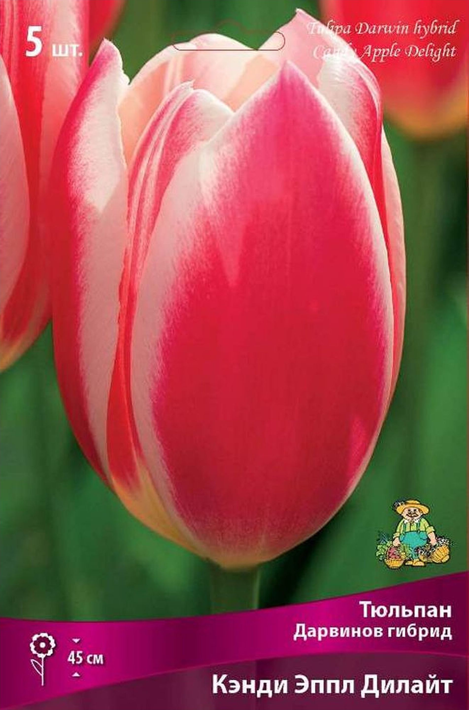 Изображение товара Луковицы тюльпана Кэнди Эппл Дилайт от бренда ПОИСК 5 шт