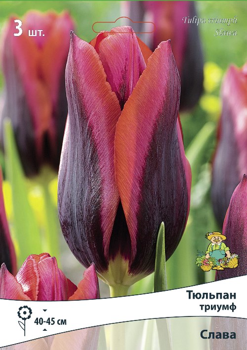 Изображение товара Луковицы тюльпана ПОИСК Слава 3 шт для вашего сада