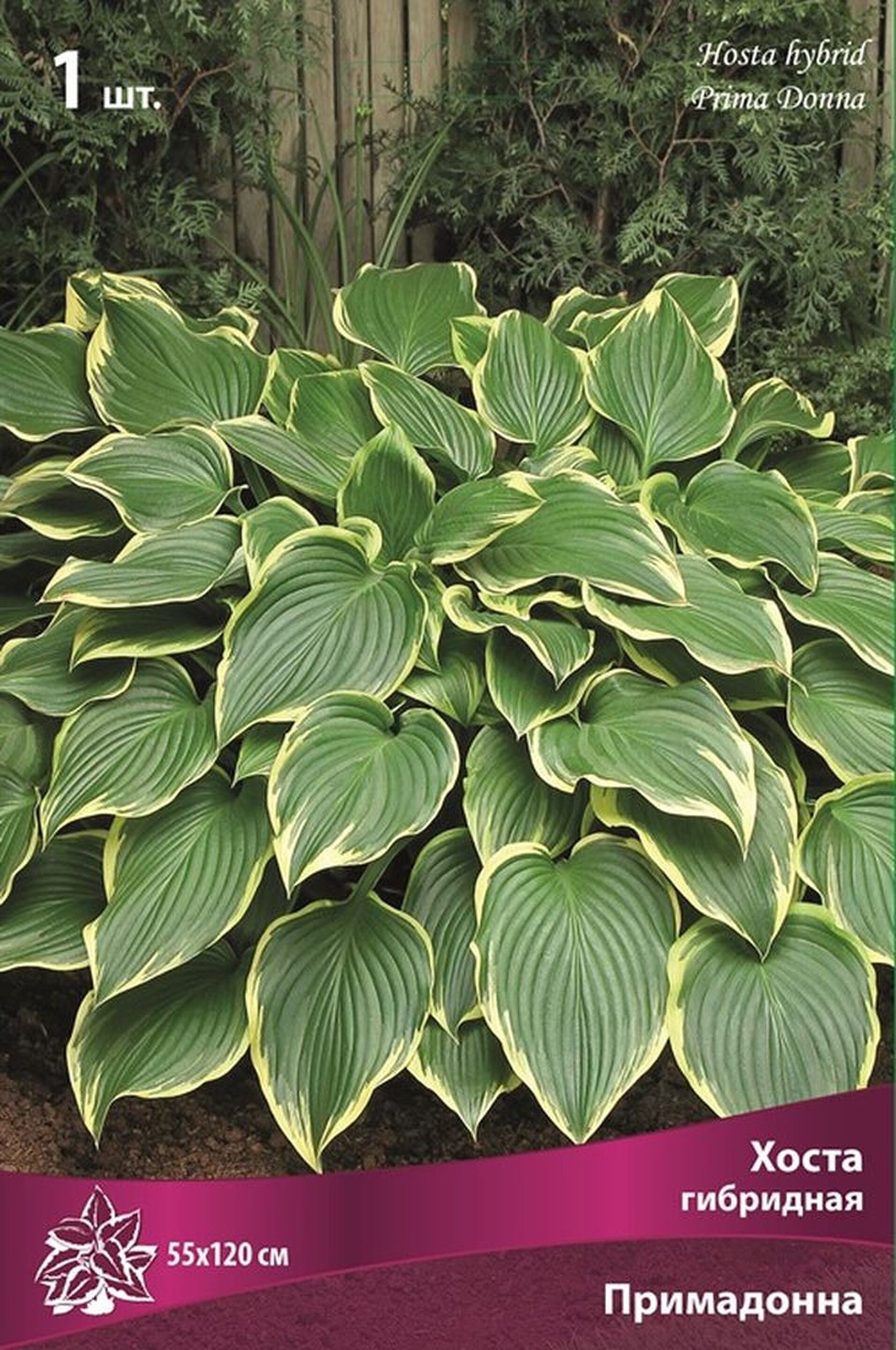 Хоста Прима Донна 1шт /Hosta prima Donna