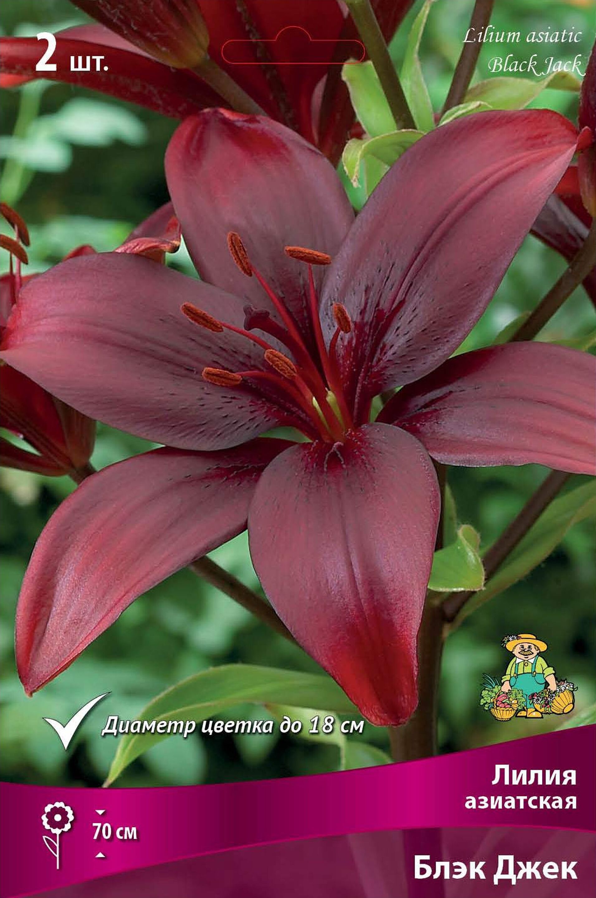 Изображение товара Луковицы лилий ПОИСК Блэк Джек 1 шт