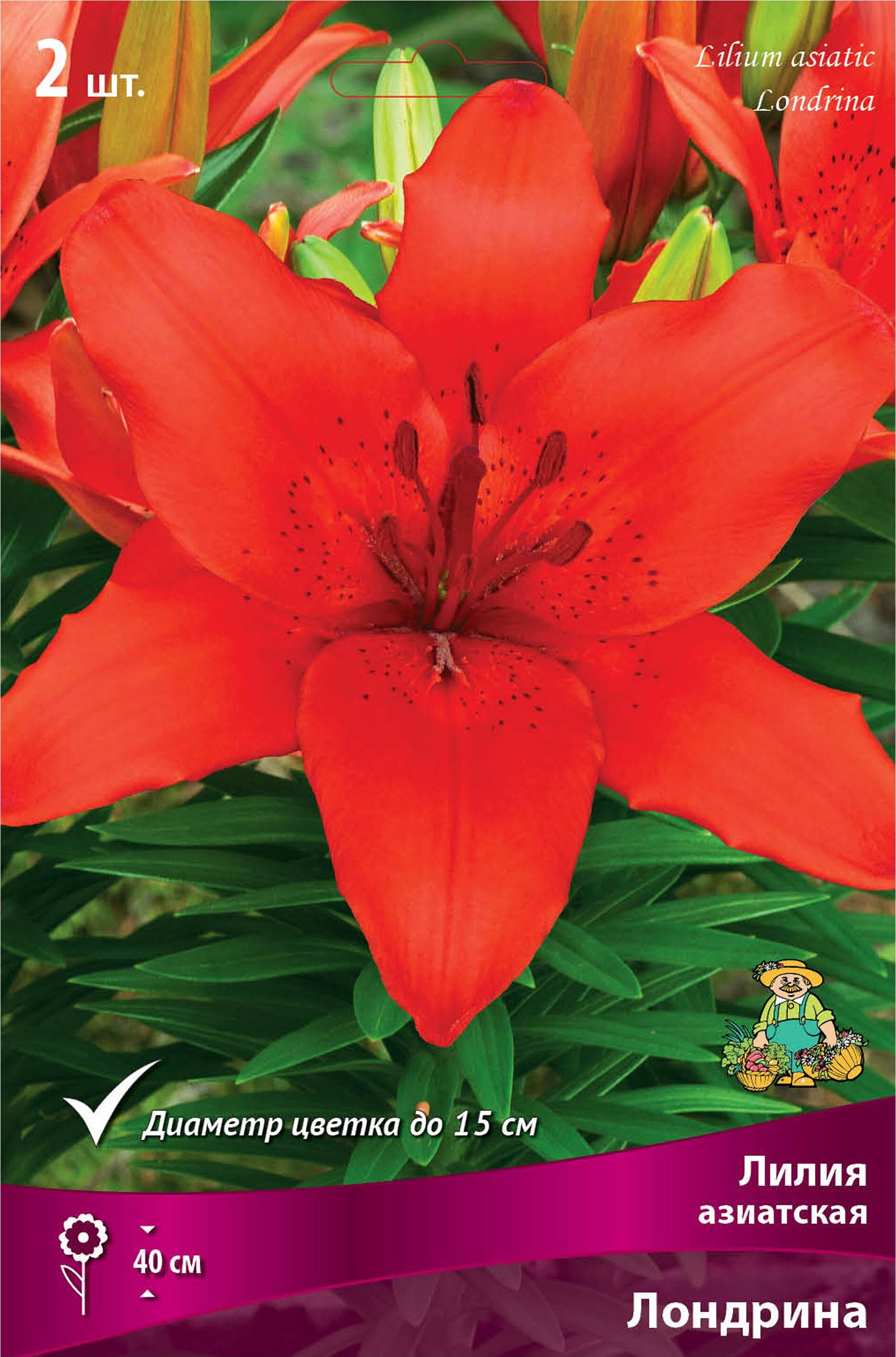 Изображение товара Луковица Лилии ПОИСК Лондрина низкорослая яркая цветочная культура