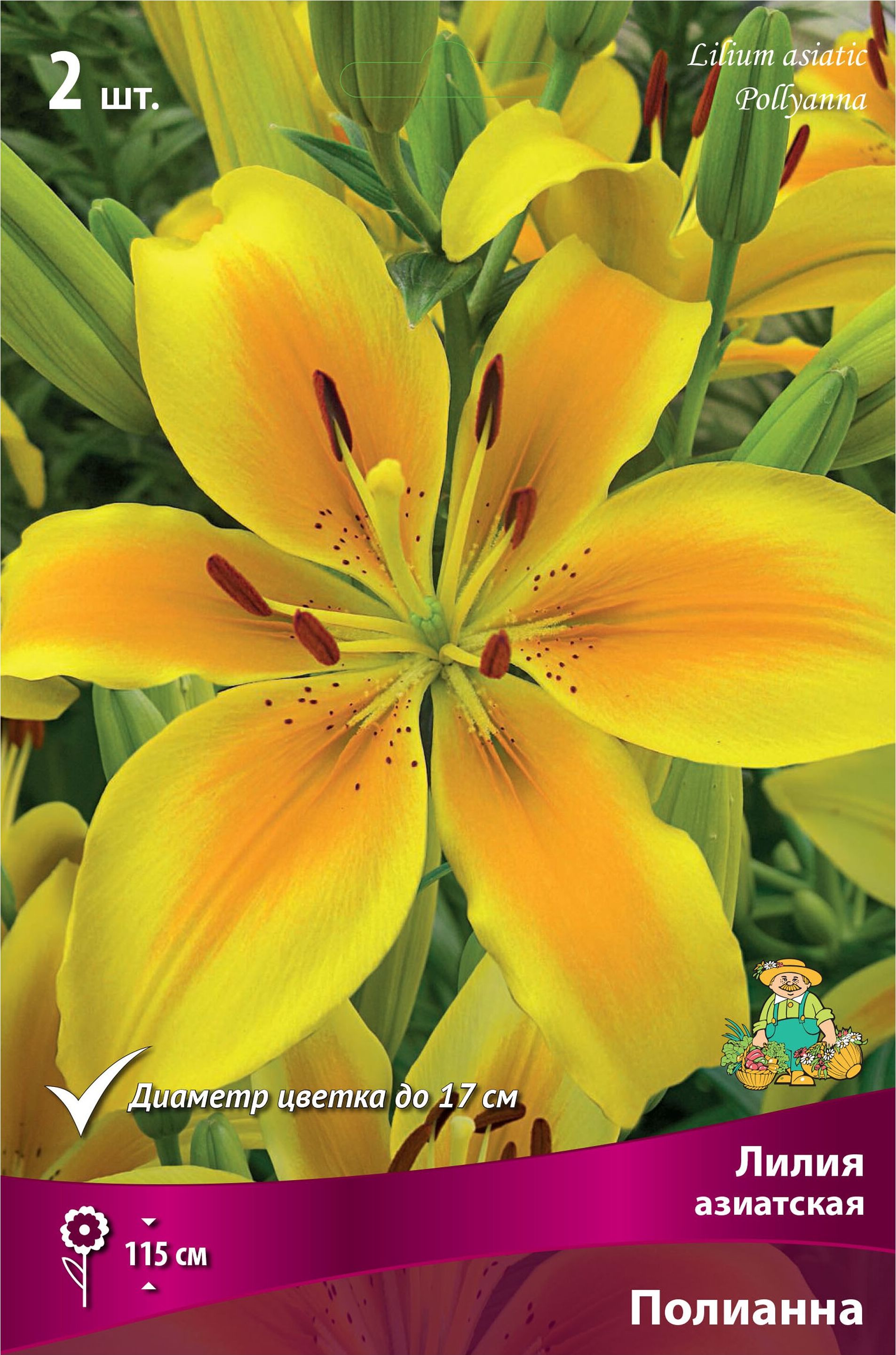 Изображение товара Луковицы лилий ПОИСК Полианна 1 шт