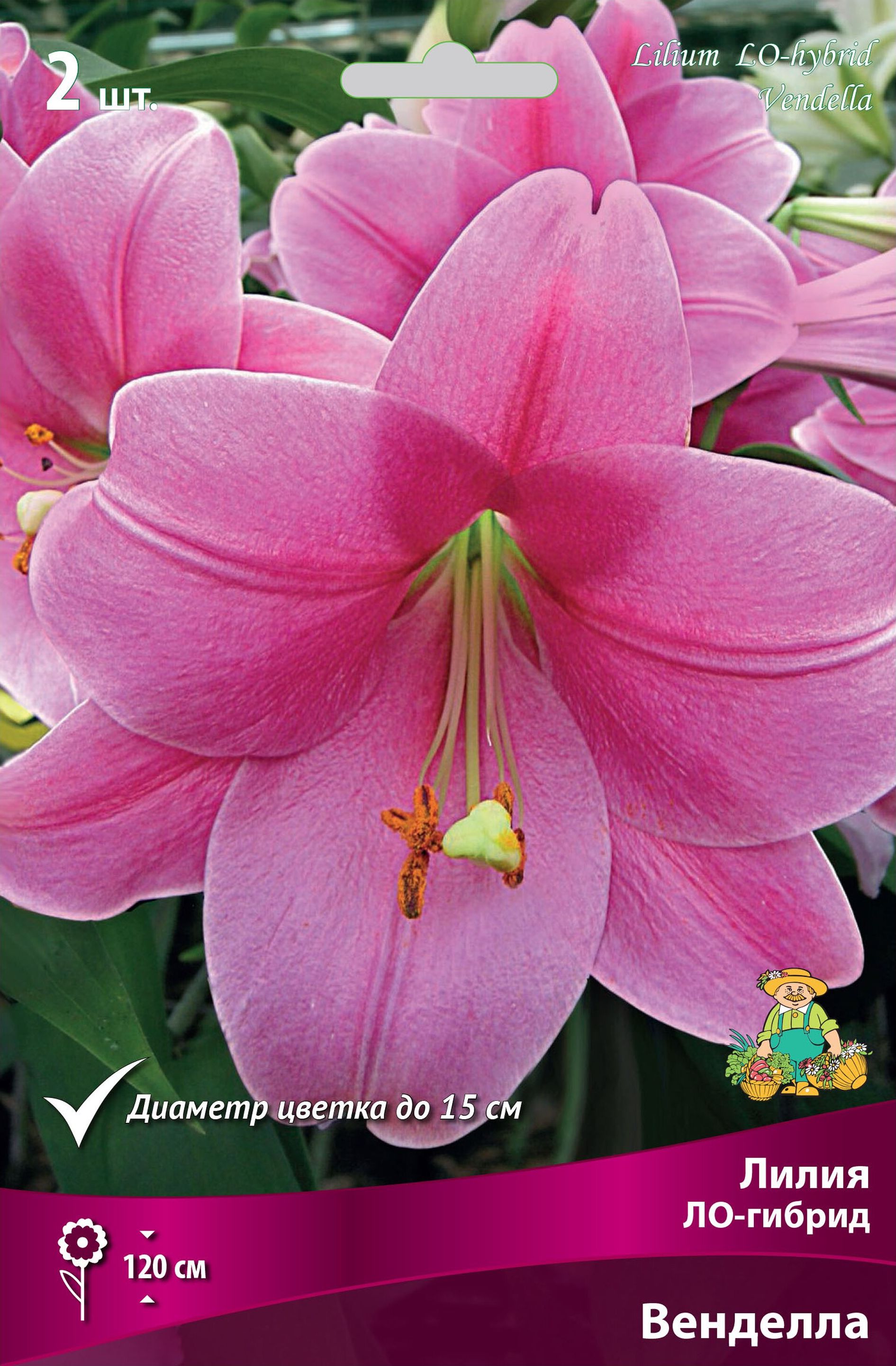 Изображение товара Луковицы лилий Венделла 1 шт - яркие морозостойкие многолетники для сада
