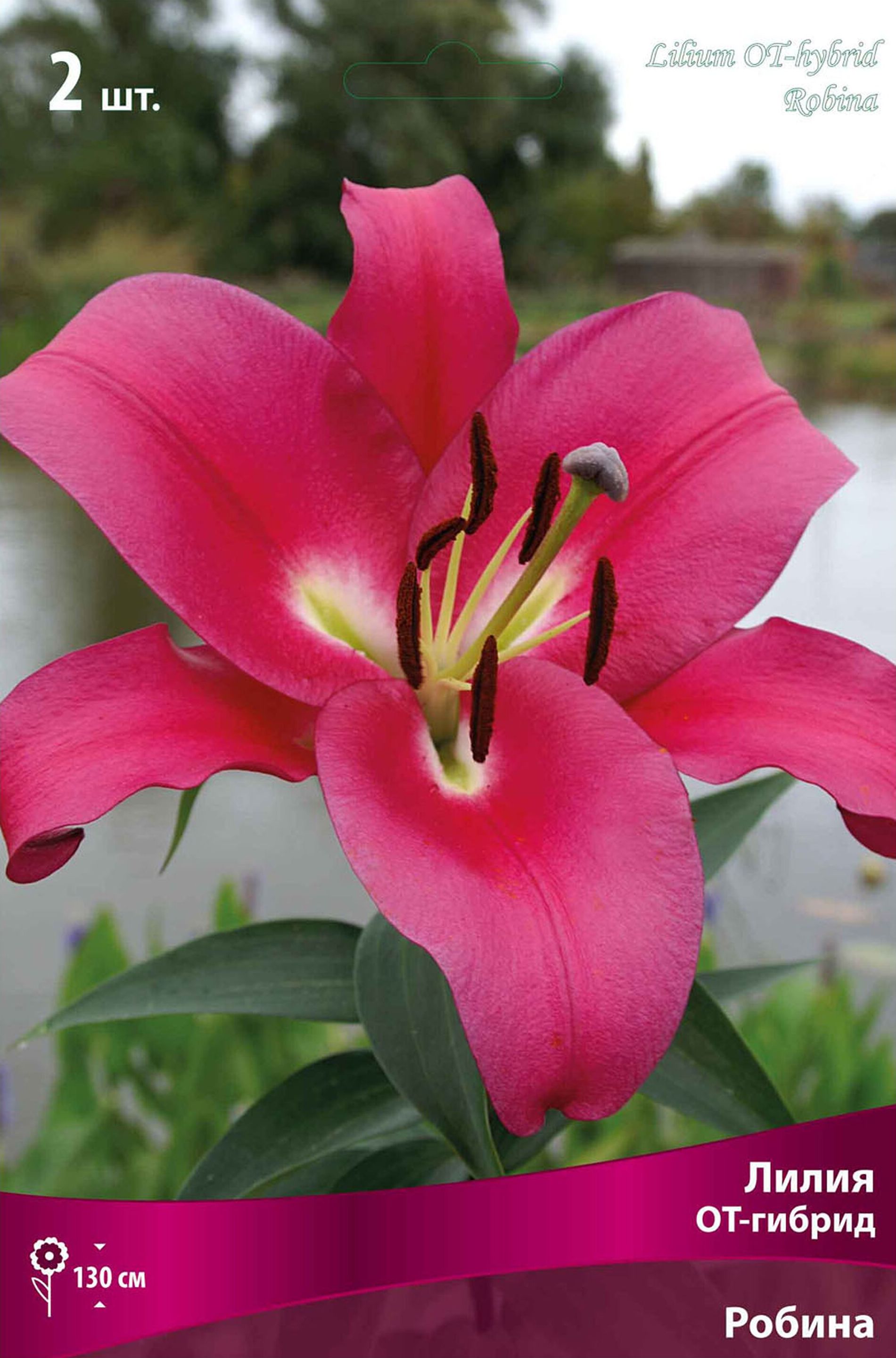 Изображение товара Луковица Лилии ПОИСК Робина крупные розовые цветы 20 см 130 см высота